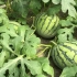 在农村种植西瓜，一年收入能有好几十万！你信吗？