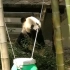 大熊猫华丽-吃播
