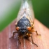 蝉鸣音效，四种蝉声音 | Cicada sound effect | 4 Kinds of Cicada Sound