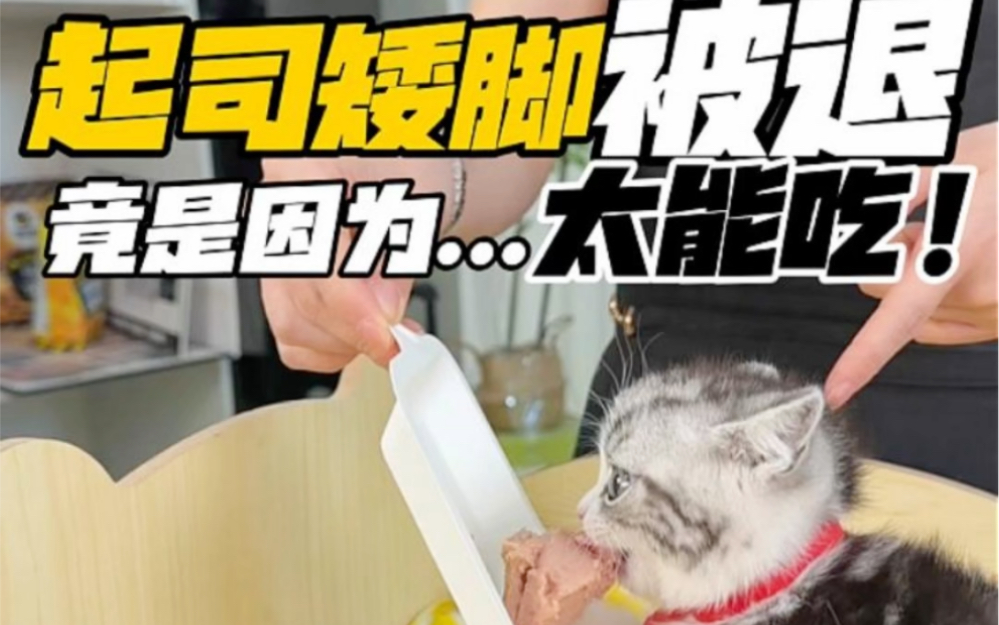 起司矮脚被退尽是因为…太能吃！