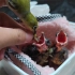 在鸟宝宝嘴里抢食，这是吃醋了吗？