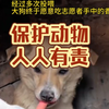 “世界不让狗狗说话，是为了证明爱与忠诚需要用行动来表达”#保护动物#万物有灵#感人瞬间#救助流浪狗