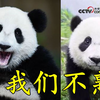 我国竟有两种大熊猫？一种更像熊 一种更像猫
