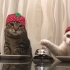 戴着草莓帽子的猫按铃