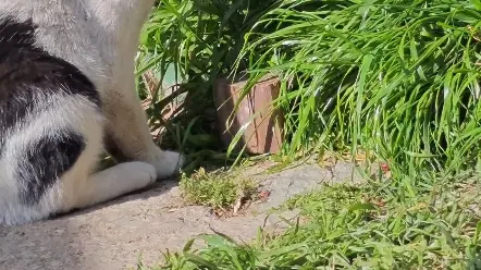 隔壁小花来吃草