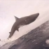 跃出水面的姥鲨