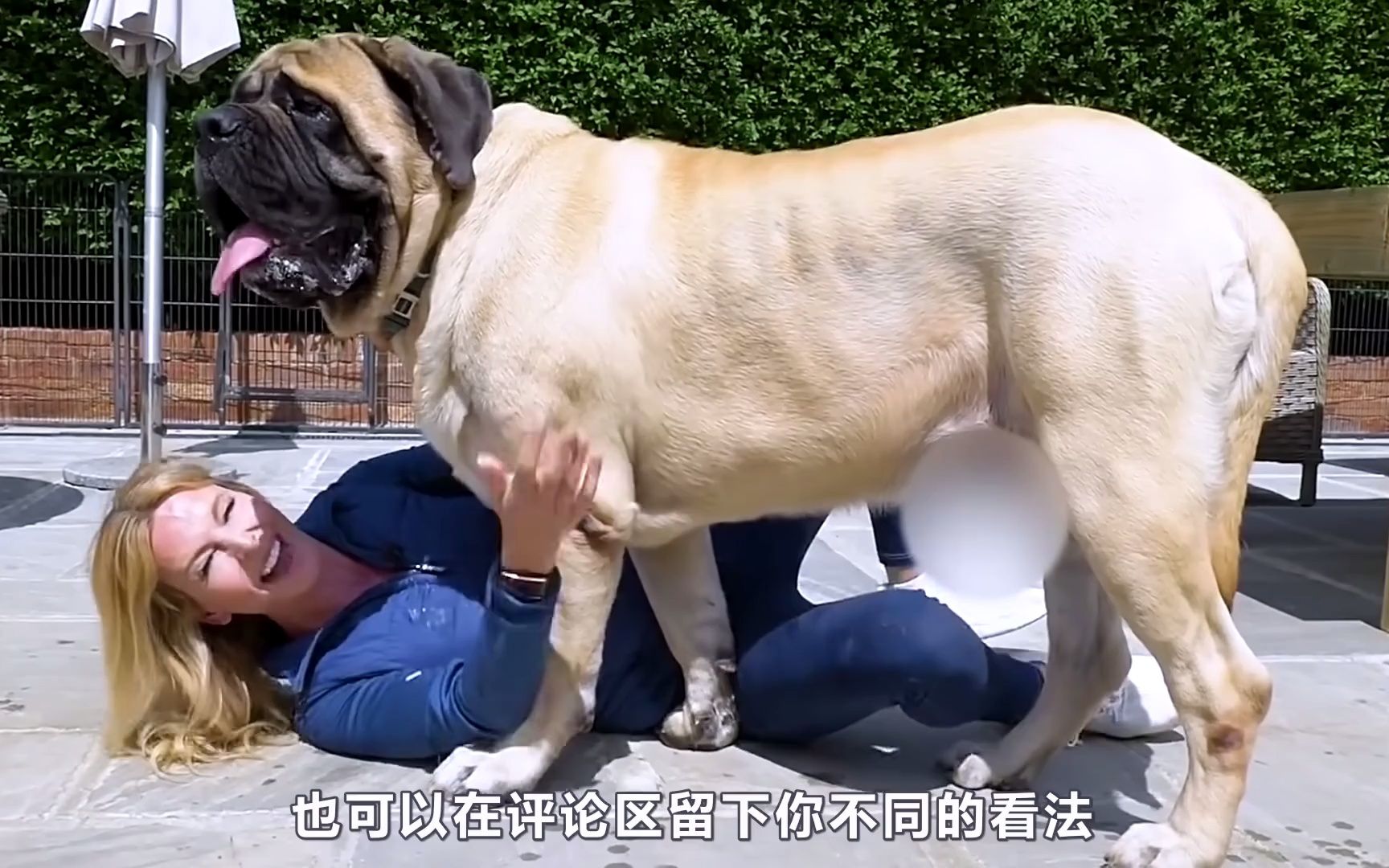 世界上10大体型超大的'巨型犬种'