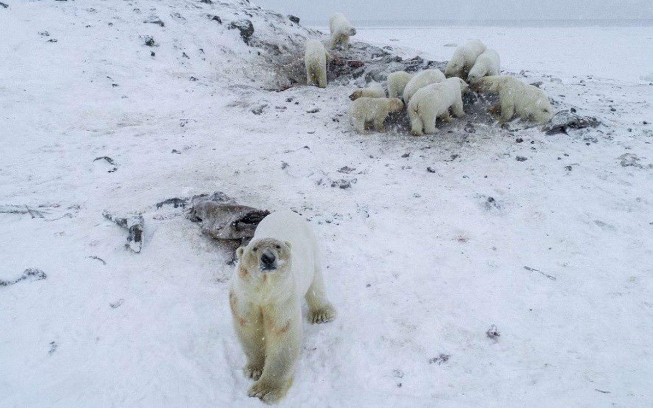 56只北极熊组团“观光”俄罗斯村庄 只因气候变暖没饭吃