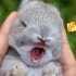 兔兔的声音你懂吗？