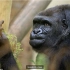 能用手语和人交流的44岁大猩猩传递给人类重要讯息 喵呜字幕组
