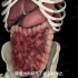 3D演示：肠道蠕动