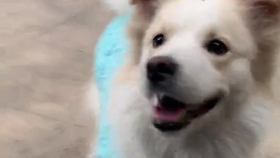 快递可以发狗吗 8ae48d3fba428acf3c6e9ea49394240f41a2659e.png@280w_158h_1c_100q.jpg