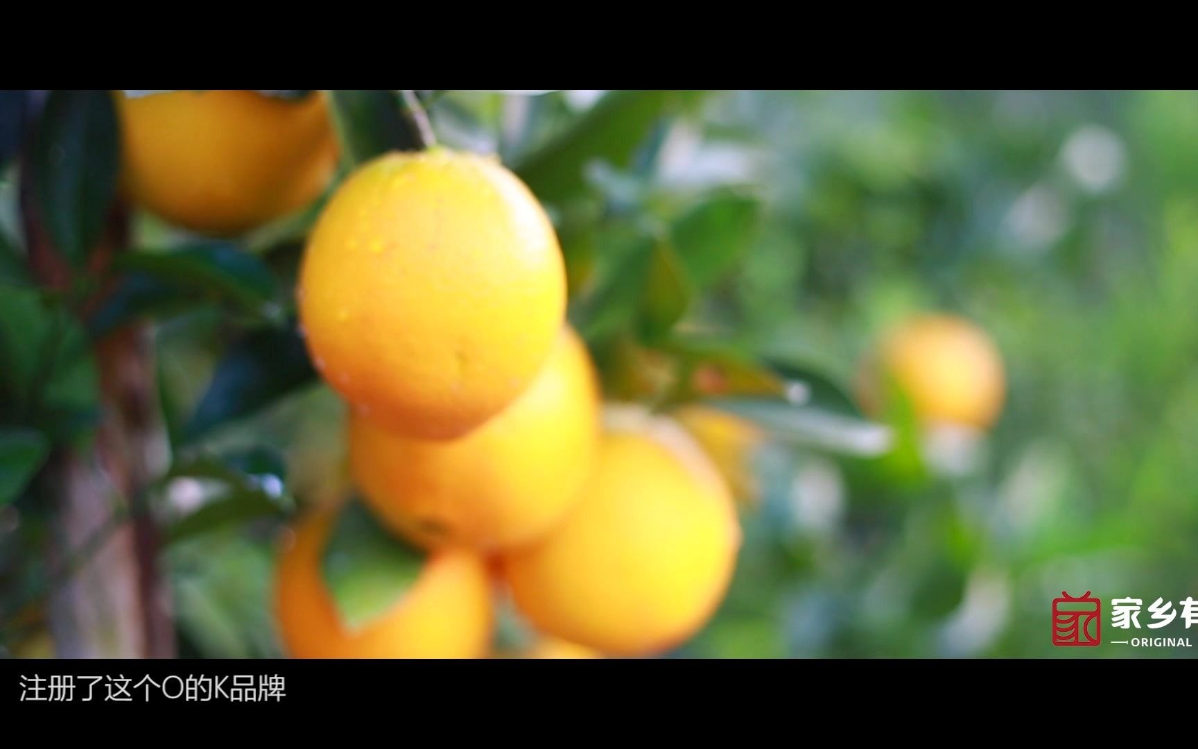 脐橙往事纪录片