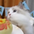 【布偶猫】惊呆了！人类可以吃小猫咪的生日蛋糕吗？可是好香啊……本up替你们尝尝！