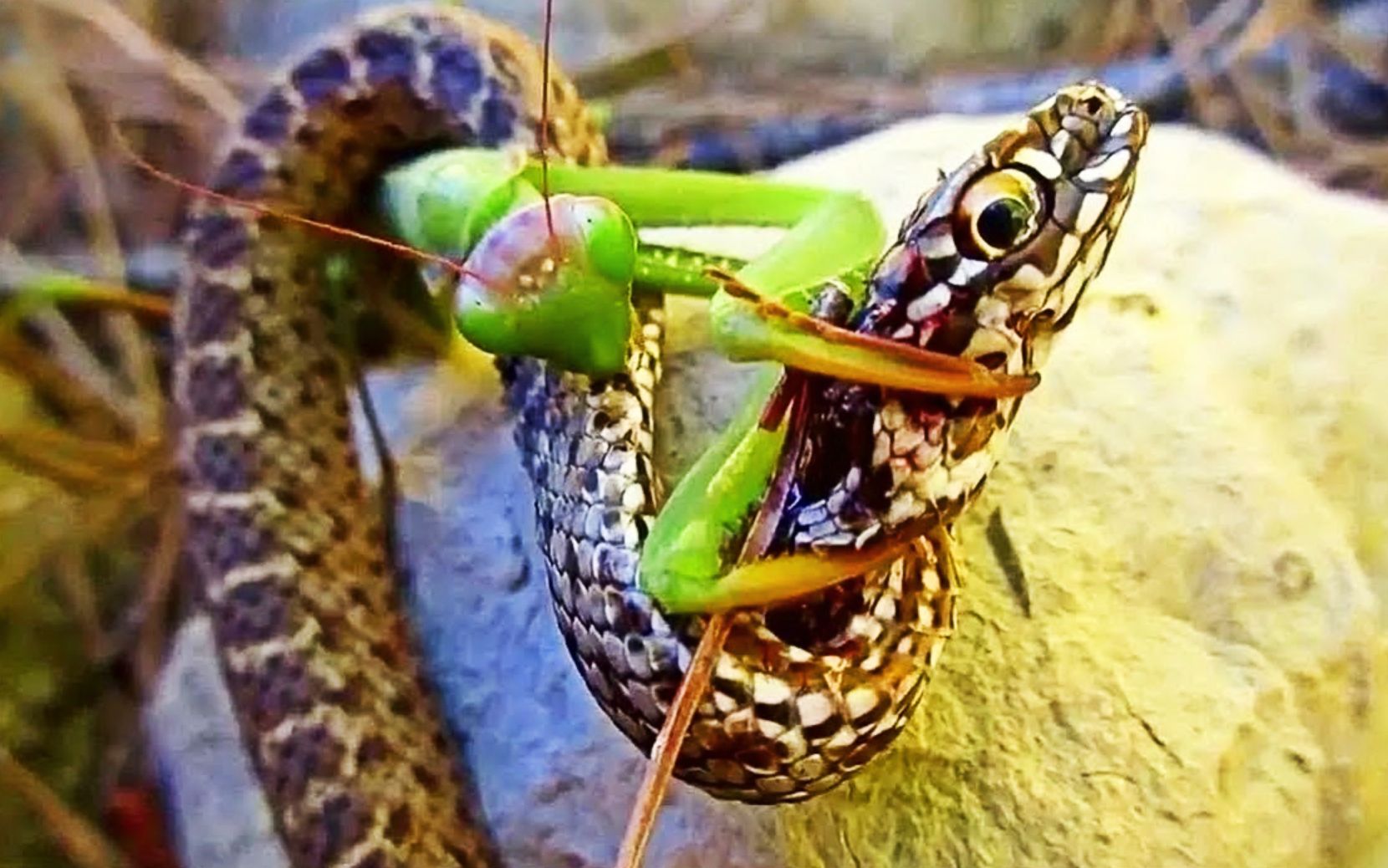 这就是为什么蛇害怕螳螂，昆虫界第一猛将的战斗力有多强