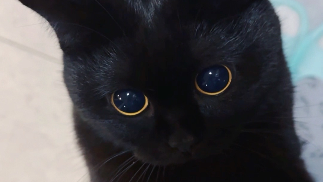 原来小猫一直在做表情管理！