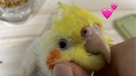 8b3bfcbb470b759ea63519099e870003d5d4cdbe.jpg@280w_158h_1c_100q.jpg