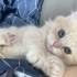 看看这世上最可爱的小猫咪!