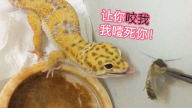 蛇是怎么蜕皮的过程 8b434515e2bd13cc95305b5d0813f185cc20ee14.jpg@280w_158h_1c_100q.jpg