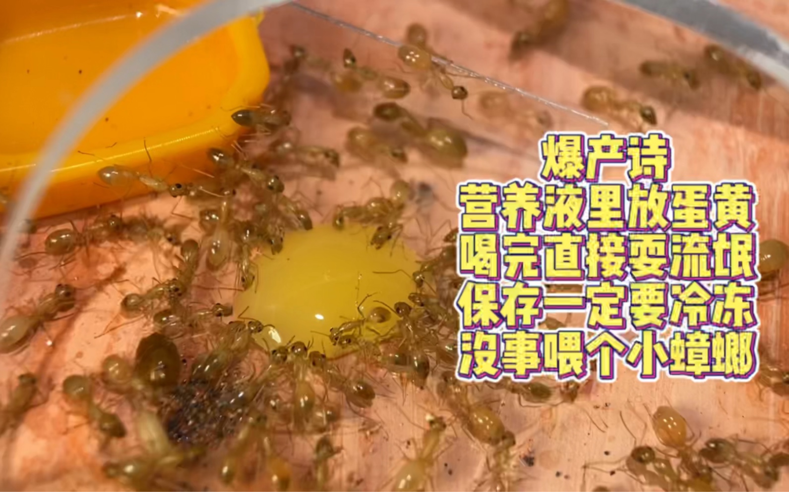 营养液来了 我也成为了诗人