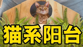 如何训练小猫不反抗 8b5de2f79e9050b4930b094311ea9daf725dba04.jpg@280w_158h_1c_100q.jpg