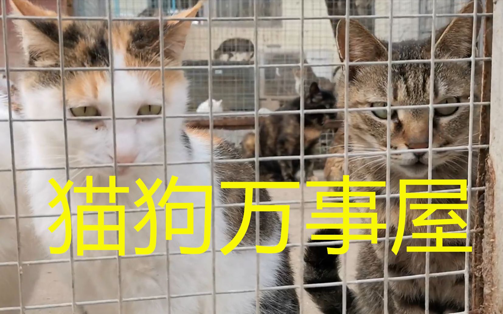 探访滁州市最大的流浪猫狗救助基地,在看到的那一刻我的心受到了震撼!