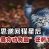 当狲思邈回猫星之后，“中国最穷动物园”还剩下什么?