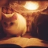 【日本广告】偷偷学习的猫 日本催泪的猫咪广告 中文字幕