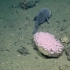 鹦鹉螺号发现了深海小可爱，一只水滴鱼？