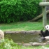 ［旅美］大熊猫乐乐24岁生日录像 -2022.07.19