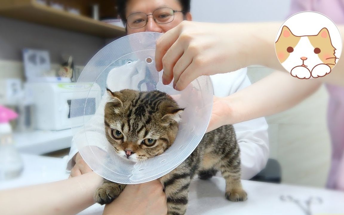 【creamheroes-7只猫和人类】带猫咪们去医院