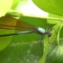 【生物记录/蜻蜓】黄翅绿色蟌