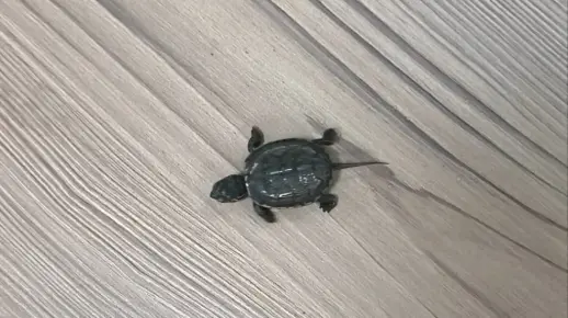 乌龟会长尾巴吗