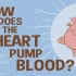 【TED科普】心脏是如何输送血液的（中英字幕）