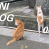 校园撸猫｜吐槽新宿舍｜我的书桌｜mini vlog 04