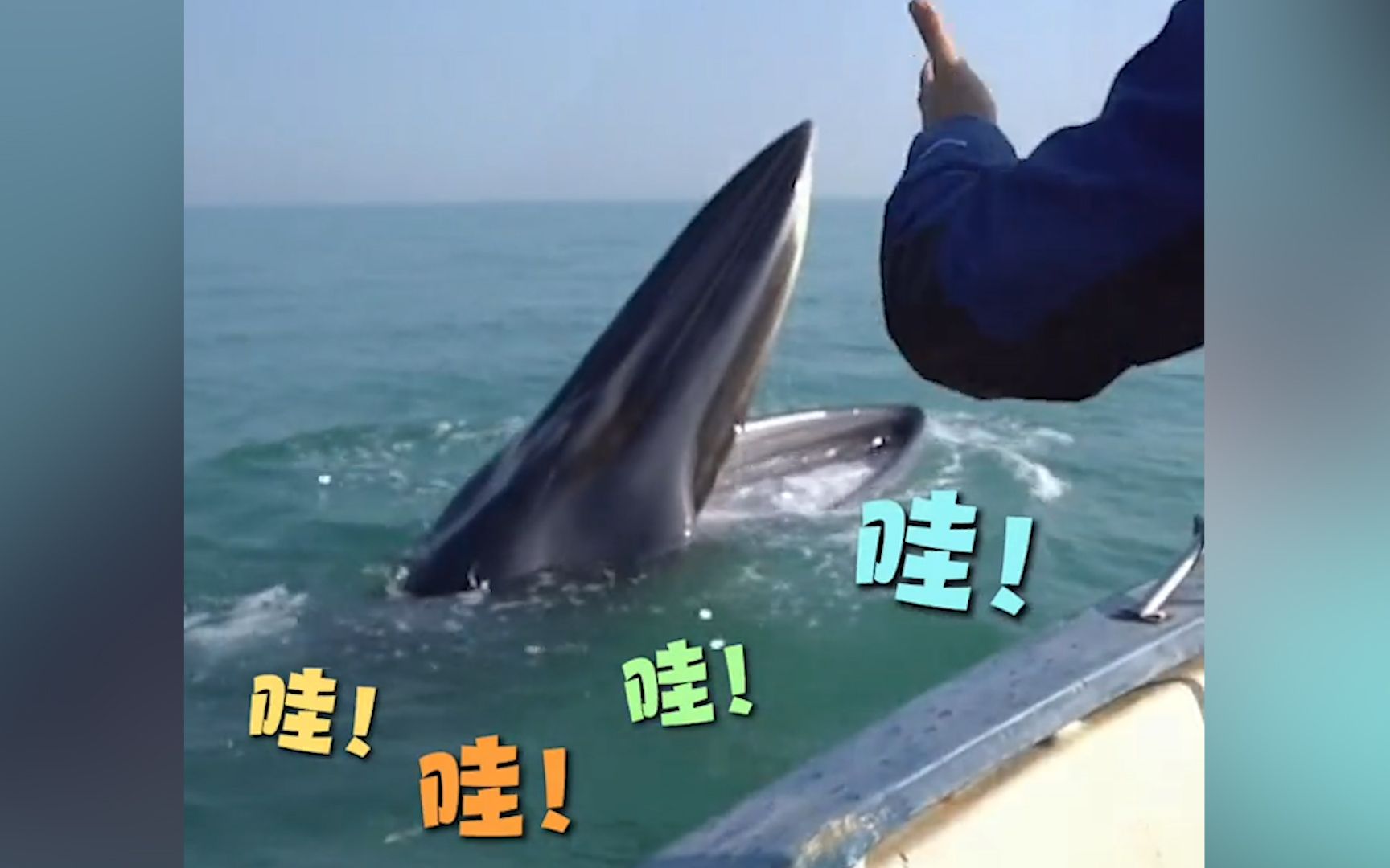 好大一张嘴！广西涠洲岛海域，布氏鲸主动靠近科研船捕食