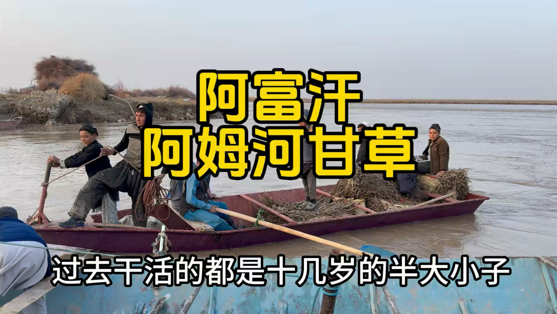 阿富汗阿姆河甘草