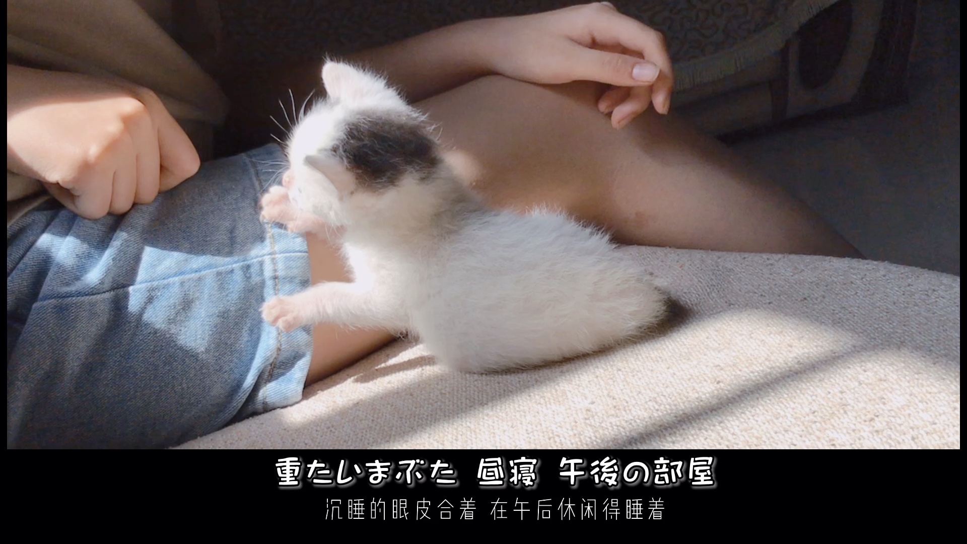 日常逗猫 哔哩哔哩 つロ干杯 Bilibili