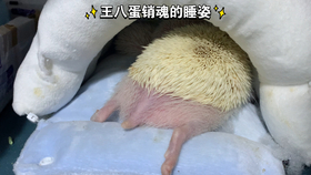 怎样才能让蚕卵快速孵化 8be67936fedcc9bb303f5c68b45e5c52150f34d6.jpg@280w_158h_1c_100q.jpg