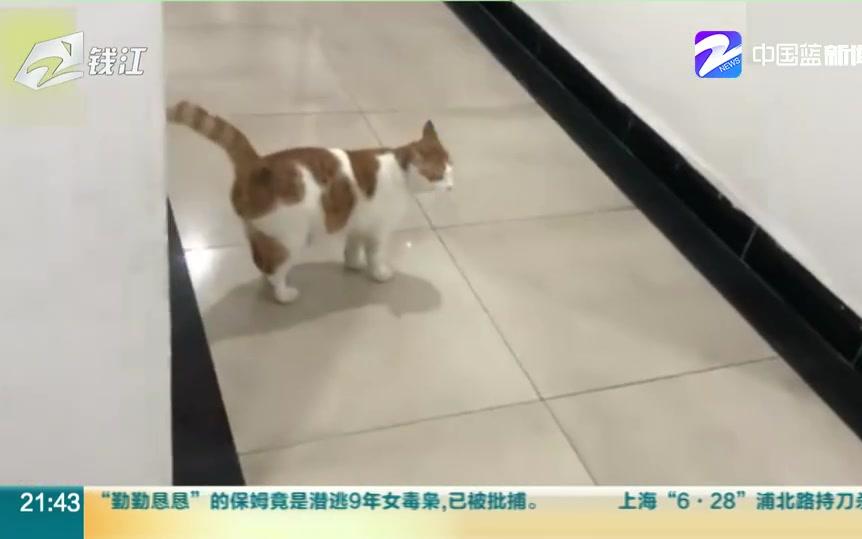 【喵星人】重庆工商所网红“编制”猫 爱抓老鼠会调解哔哩哔哩bilibili