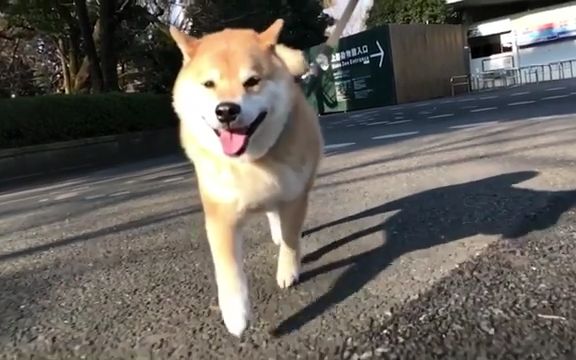 柴犬奔跑表情包分享展示