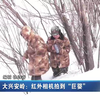 大兴安岭：红外相机拍到“巨婴