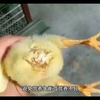 刚买回来的小鸡怎么养