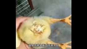 8c48b6e932fedc1c7fb4c1d3f8ab99ab84adb5f5.jpg@280w_158h_1c_100q.jpg