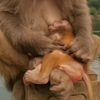 猴妈妈抱着猴宝等老公回来