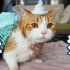 橘猫第一次体验洗澡，极度反抗多次逃跑，女主人气的直接干搓！