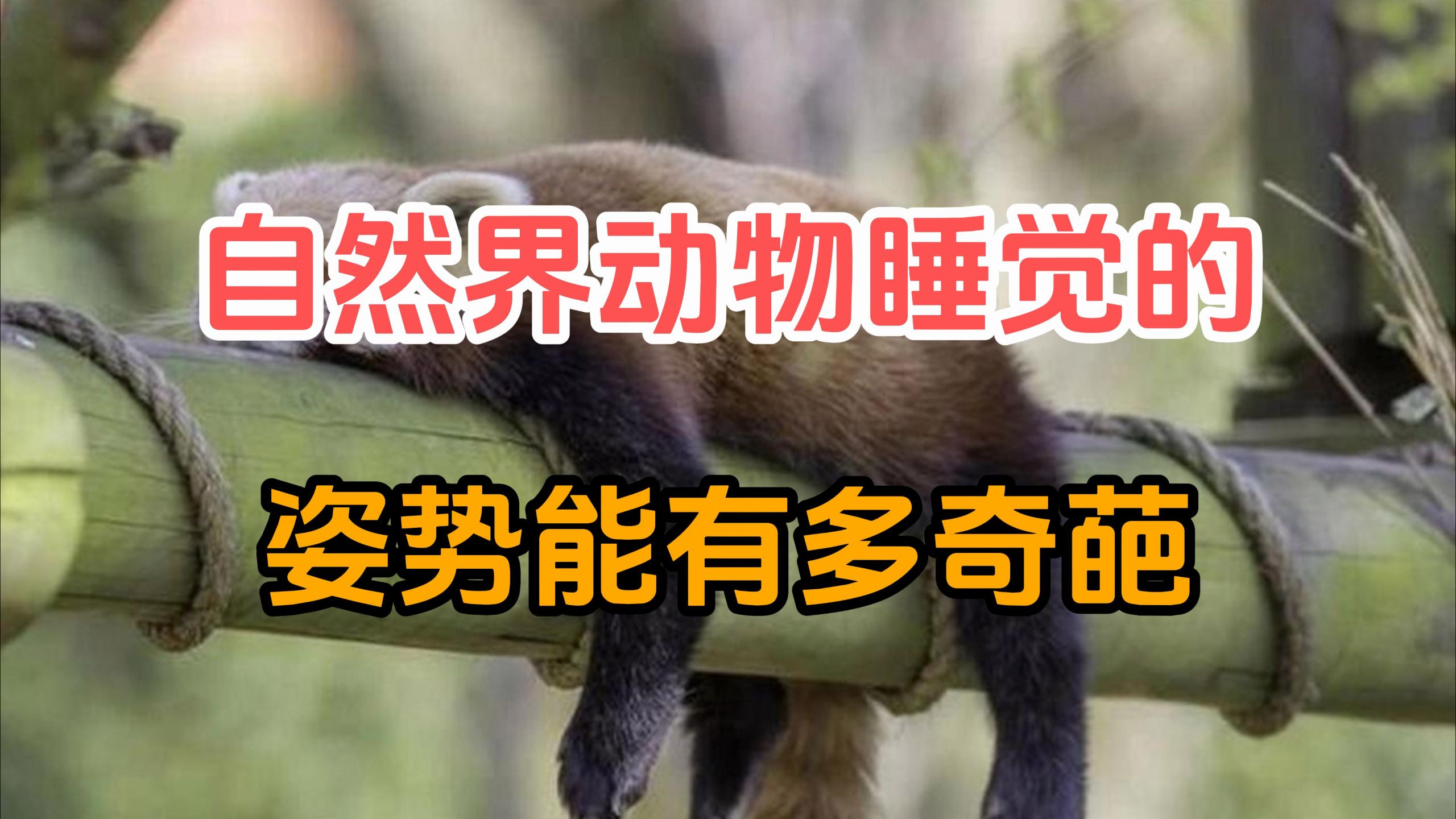 自然界动物的睡觉姿势能有多奇葩？