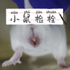 小鼠阴道（精）栓检查