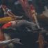 空镜头视频 观赏鱼锦鲤动物 素材分享