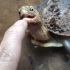 这只黄缘龟太可爱了，小吃货一枚，喜欢香蕉和蚯蚓，招手即来